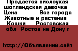 Продается вислоухая шотландская девочка › Цена ­ 8 500 - Все города Животные и растения » Кошки   . Ростовская обл.,Ростов-на-Дону г.